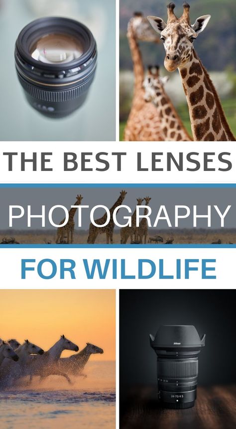 Camera Lens Guide, 50 Mm Lens Photography Tips, Best Camera For Nature Photography, Lens For Portraits Canon, Best Lens For Portraits Canon, Photography Lenses Canon, Zoo Photography, Travel Safari, Beginner Photography Camera