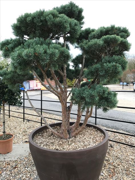 pinus sylvestris watereri Pinus Sylvestris Watereri, Pinus Sylvestris, Potted Plants Outdoor, Conifer Trees, Grasses Garden, Potted Trees, Garden Containers, Patio Landscaping, House Landscape