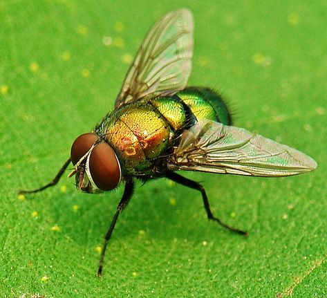 fly: drosophila Fly Reference, Flies Drawing, Insect Art Projects, Flying Bugs, Carpenter Bee Trap, Animal Pictures For Kids, Bee Traps, Macro Photography Insects, Fly Drawing