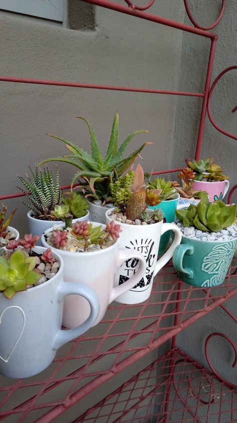 Mug Succulent Planter, Mugs As Planters, Succulents In Mugs, Repurposed Mugs, Plants In Mugs, Terrarium Arrangements, Mug Planters, Coffee Mug Planter, Coffee Cup Crafts