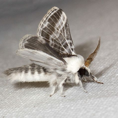 Large Tolype Moth - Hodges#7670 - Tolype velleda Large Tolype Moth, Tolype Moth, Moth Monster, Fluffy Moths, Fluffy Moth, Poodle Moth, Colorful Moths, Cute Moth, Cool Bugs