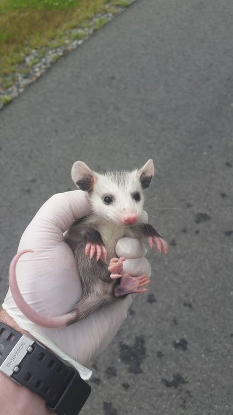 Im an Animal Control Officer in Central VA. Figured id show you some of the animals ive saved so far this year  - Imgur Animal Control Officer, Baby Possum, Awesome Possum, Trash Panda, Pretty Animals, Animal Control, Little Critter, Silly Animals, Funny Animal Pictures