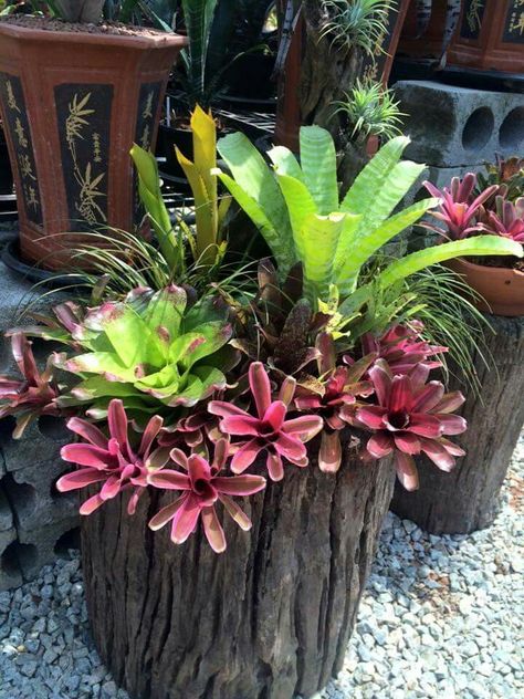 Pink and Green Bromeliad Arrangement Bromeliads Garden, Bromeliads Landscaping, Succulent Landscape Design, Tropical Garden Design, Tropical Backyard, Succulent Garden Design, Succulent Landscaping, Succulent Gardening, Garden Containers