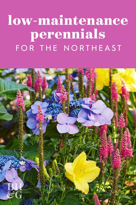 Northeast Perennial Garden, Backyard Landscaping Northeast, Easiest Perennials To Grow, Northeast Garden Ideas, Maine Garden Ideas, Pollinator Garden Design, Common Garden Plants, New England Garden, Easy Perennials