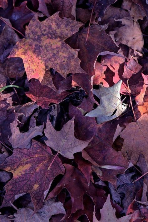 Front Yard Flower Bed, Fall Purple, Red Autumn, Fall Background, Dark Autumn, Steps To Success, Dark Winter, Flower Bed, Autumn Colors