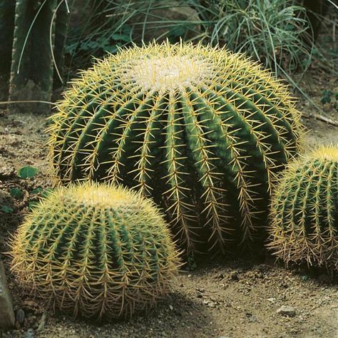 Accent Plants, Cactus Indoor, Cactus Bonsai, Round Cactus, Cactus Farm, Succulent Landscape, Golden Barrel Cactus, Succulent Landscape Design, Indoor Cactus