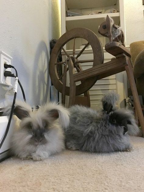 caring for fiber rabbits Farm Rabbits, Bunny Bites, Cake Animals, Rabbit Farming, English Angora Rabbit, Yarn Aesthetic, Fiber Animals, Angora Bunny, English Angora