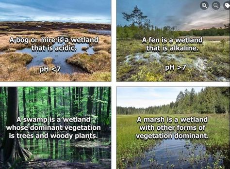 Bog, fen, swamp or marsh? Street Light Design, Window Types, Visual Aids, Visual Learners, Educational Consultant, See Images, That Way, Just In Case, Knowing You