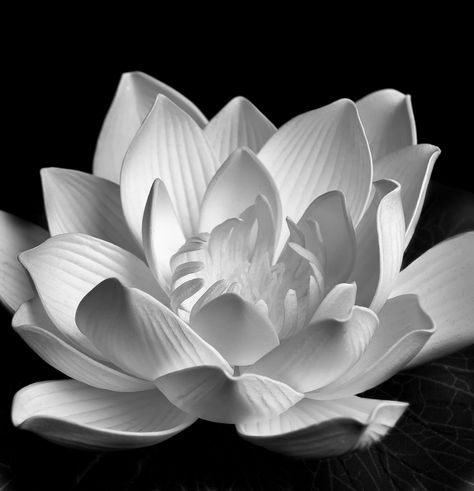 Tattoos Lotus Flower, Lotus Flower Pictures, White Lotus Flower, Photos Flowers, Lily Lotus, Lotus Art, White Lotus, Lotus Flowers, Plant Illustration