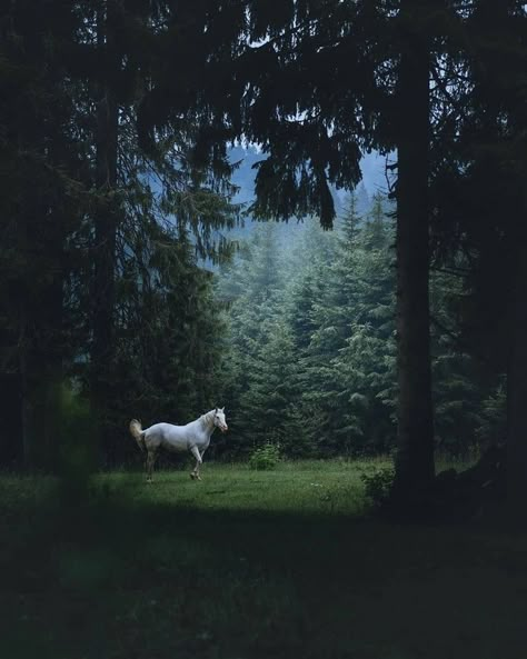 Dark Forest Aesthetic, Horse Aesthetic, Angel Aesthetic, Escape Reality, Fantasy Films, Horse Life, Horse Love, White Horse, Photoshop Lightroom