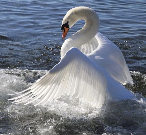 Swan Reference, White Swan Aesthetic, Swan Photo, Bird Icon, Swan Aesthetic, Swan Photography, Swan Wings, Swan Pictures, Swan Bird