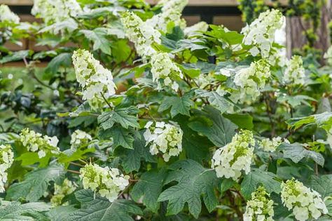 Oak Leaf Hydrangea, Hydrangea Arborescens Annabelle, Lily Turf, Hydrangea Serrata, Bigleaf Hydrangea, Types Of Hydrangeas, Smooth Hydrangea, Shade Tolerant Plants, Hydrangea Arborescens