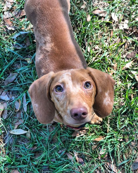 Red dapple Dachshund Red Dapple Dachshund, Dachshund Dapple, Best Apartment Dogs, Dapple Dachshund Puppy, Dachshund Breed, Brown Dachshund, Apartment Dogs, Clever Dog, Miniature Dachshunds