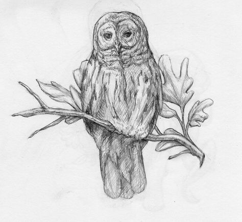 Owl Tat, Owl Tattoo Drawings, Owl On A Branch, Owl On Branch, Branch Drawing, Owl Sketch, Owl Coloring, Carving Templates, Adorable Owls