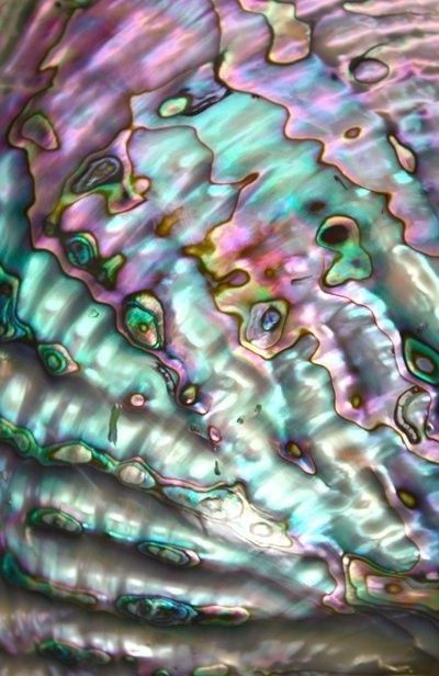 Abalone Shell, Blue Green, Purple, Green, Blue