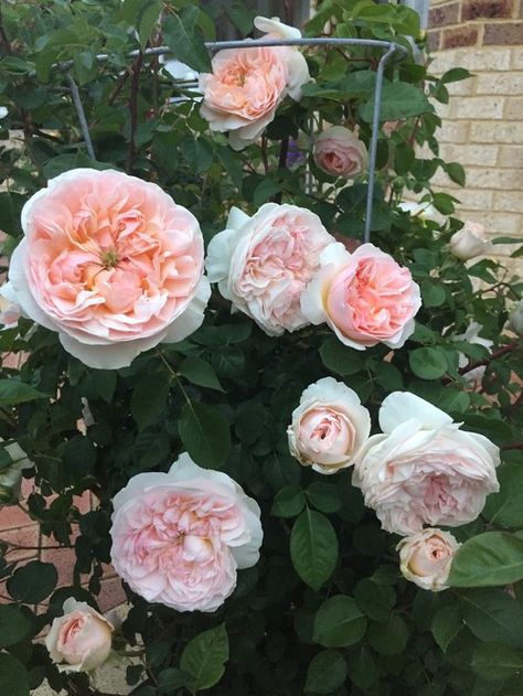 Evelyn Rose Old English Roses, Evelyn Rose, Cottage Garden Roses, Garden Vases, Tomato Cages, David Austin Roses, David Austin, Cabbage Roses, English Roses