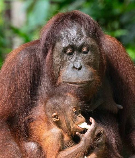 The Sepilok Rehabilitation Centre, just outside Sandakan, is one of the many organizations working to make a difference. Sepilok has been taking care of orphaned orangutans since 1964, teaching youngsters vital forest skills before releasing them into the neighboring reserve. The animals are free to roam, but twice a day, staff drop off tasty morsels to supplement their diet. | affiliate link | #travel #borneo Sepilok Orangutan Rehabilitation Centre, Singapore Travel Tips, Rehabilitation Centre, Sandakan, Rehabilitation Center, Singapore Travel, Yangon, Southeast Asia Travel, Phnom Penh