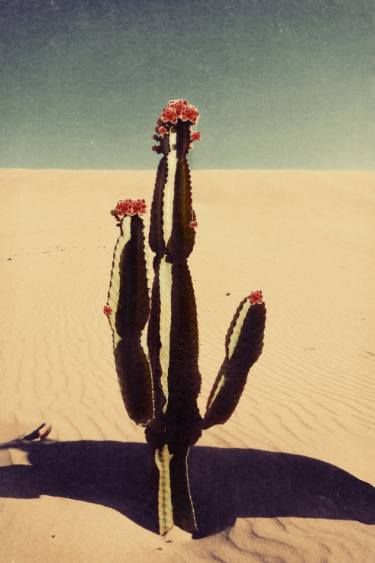 Saatchi Art Artist NADIA ATTURA; Photography, “Cactus bloom. limited edtion” #art Desert Tones, Retro Desert, Cactus Bloom, Desert Print, Desert Chic, Desert Southwest, Desert Landscapes, Rise Art, Pinup Art