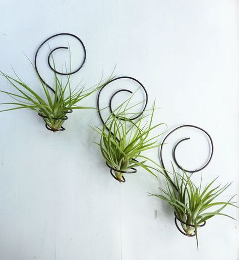 23 Exceptionally Beautiful Air Plant Holder Ideas to Collect Air Plants Diy, Airplant Wall, Plant Display Ideas, Air Plants Decor, Air Plant Display, Tillandsia Air Plant, Air Plant Terrarium, Deco Nature, Air Plant Holder