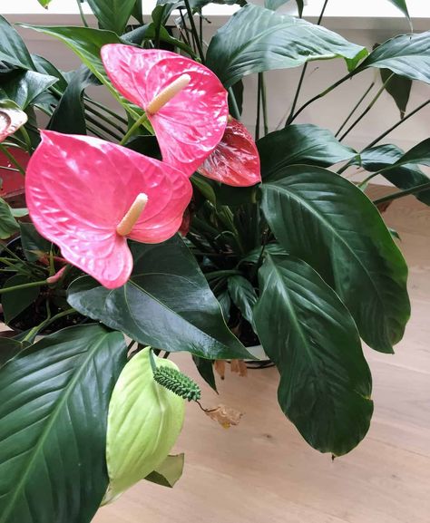 Red peace lily plant care and growing guide | Home for the Harvest Flamingo Lily Plant Care, Red Peace Lily, Piece Lily Plant Care, How To Care For Peace Lily Plant, How To Care For A Peace Lily Houseplant, Peace Lily Benefits, Pink Peace Lily, Peace Lily Plant Care, Peace Lily Care