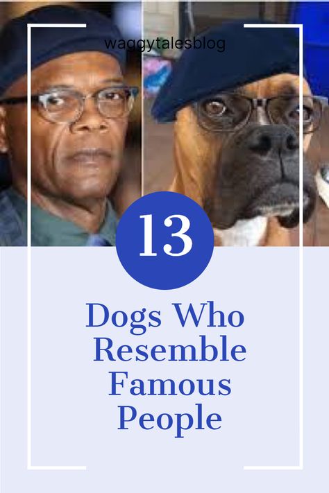 Get ready for a double-take! These 13 dogs look so much like famous people, it's almost impossible to tell who's who. Check out these hilarious and adorable celebrity doppelgangers, and you won't believe your eyes! #Dogs #CelebrityLookalikes Cheeky Grin, All Breeds Of Dogs, Baby Spice, Paul Hollywood, Famous Person, Group Of Dogs, Schnauzer Puppy, Who's Who, Swinging Sixties