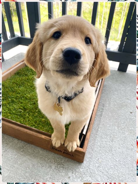 Looking for creative ideas to create the perfect dog potty area outside? Check out these 10 genius solutions that will make your pup's outdoor bathroom experience a breeze! From artificial turf to designated gravel spots, these ideas will keep your furry friend happy and your yard clean. Say goodbye to messes and hello to a happy pup with these dog potty area outside tips! Dog Potty Area Outside, Outside Ideas, Dog Potty Area, Dog Potty, Large Yard, Outdoor Bathrooms, Artificial Turf, Dog Care Tips, Lush Garden