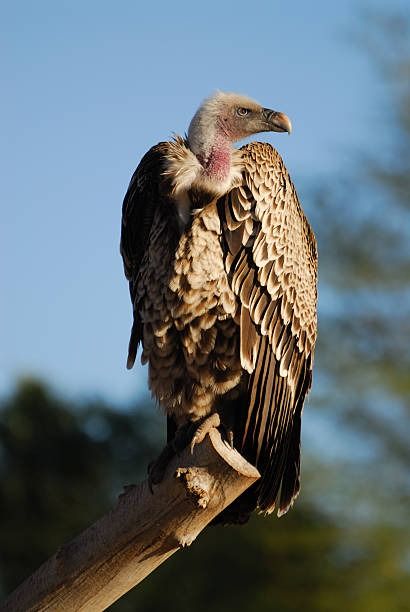 10,742 Ruppells Griffon Vulture Stock Photos, Pictures & Royalty-Free Images - iStock Griffon Vulture, Black Backed Jackal, Endangered Wildlife, Masai Mara, The Dark Crystal, African Wildlife, Hello Baby, Animal Sketches, African Safari