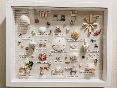 Seashell Shadow Boxes, Seashell Display, Seashell Art Diy, Shell Display, Seashell Projects, Shells Diy, Shell Crafts Diy, Sea Crafts, Beach Diy