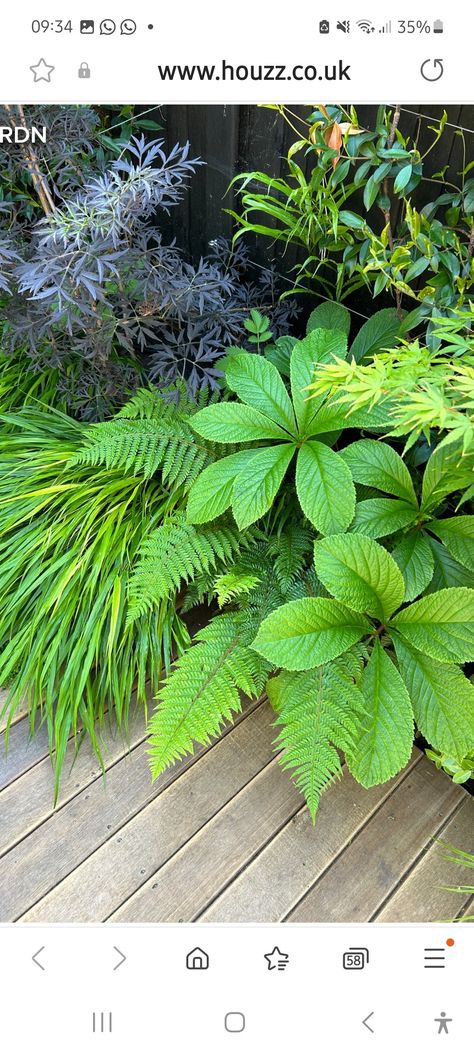 Hakonechloa (japanese Forest Grass), Garden Ideas Uk, Small Urban Garden, Shade Garden Design, Bog Garden, Small Patio Garden, Small Courtyard Gardens, Courtyard Gardens Design, Back Garden Design