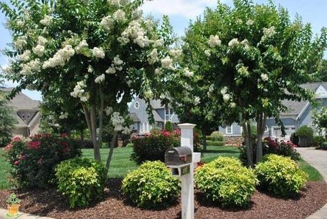 European Landscaping, Crepe Myrtle Landscaping, White Crape Myrtle, Landscaping Garden Ideas, Southern Landscaping, Garden Ideas Flower, Flower Gardening Ideas, Myrtle Tree, Crepe Myrtle