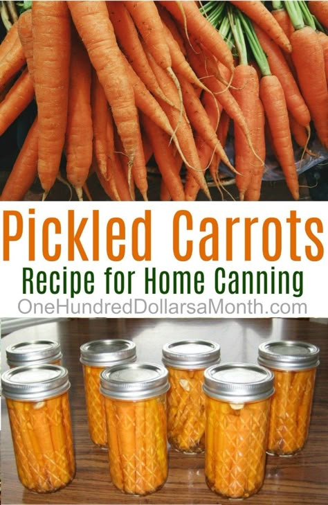 Canning 101 - Pickled Dill Carrots - One Hundred Dollars a Month Venison Loin, Dill Carrots, Pickled Carrots Recipe, Pepper Rings, Canning 101, Canning Jams, Pepper Recipe, Pepperocini Recipes, Canning Vegetables