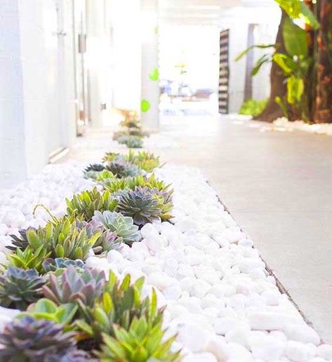 Succulent garden ideas with white pebbles and rocks. #succulent #succulentlove #gardens #gardening #gardenideas #gardeningtips #succulents #decorhomeideas Succulent Landscape Design, Outdoor Walkway, Succulent Landscaping, Rock Garden Design, Minimalist Garden, Rock Garden Landscaping, Desert Garden, Fall Front, Landscaping Tips