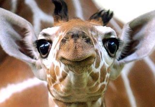 What a Face Giraffe Pictures, Whimsical Animals, Painting Board, Giraffe Art, A Giraffe, Cute Giraffe, Baby Giraffe, African Animals, Jolie Photo