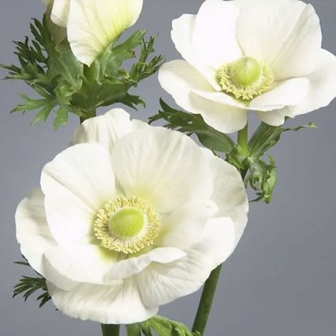 Chanel Event, Flower Library, White Anemone Flower, White Anemones, Anna Claire, Dutch Flowers, Lake Lanier, Greenery Arrangements, White Anemone