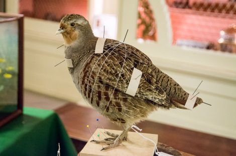 Taxidermy Process, Waterfowl Taxidermy, Bird Taxidermy, Taxidermy Art, Table Talk, Bird Wings, Art And Science, History Of Science, Natural Fibre