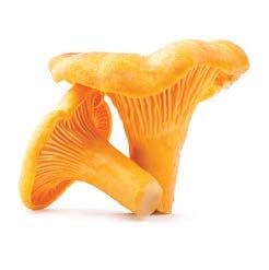 Mushroom Foraging Season Is Here - Marin Magazine Golden Chanterelle, Chanterelle Mushrooms, Italian Gourmet, Gourmet Food Store, Wild Harvest, Wild Edibles, Specialty Foods, Top Restaurants, Wild Mushrooms