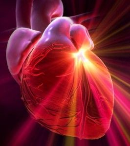 The Heart Sends More Information to the Brain Than the Brain Sends to the Heart FACT - are you thinking with your brain? How about trying to listen to your heart first? A Heart, Brain