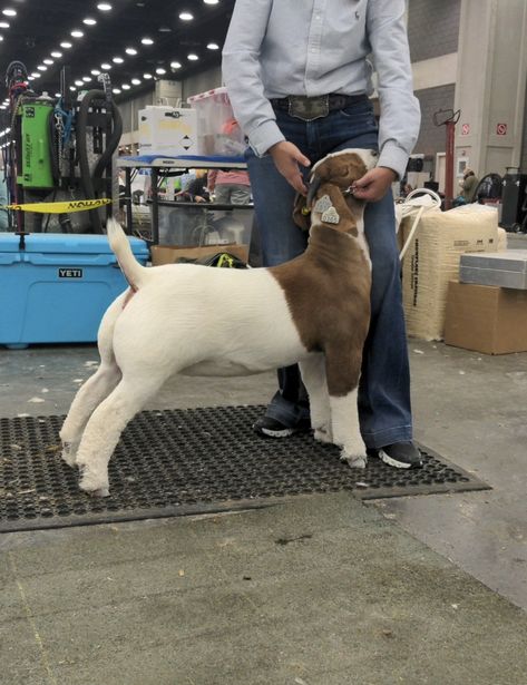 Goat Showing Tips, Goat Showing Outfits, 4-h Aesthetic, Bore Goats, Ffa Outfits, Goat Tips, Goat Showmanship, Chicken Showing, Showing Pigs