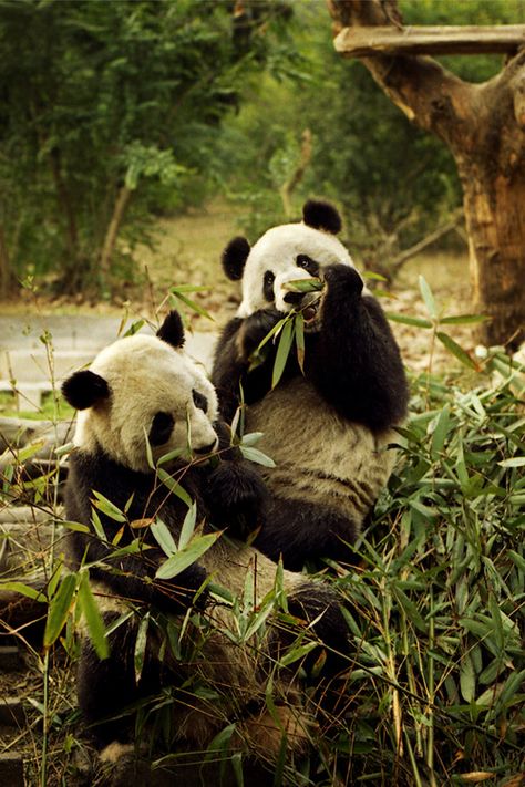 Panda Photos, Travel Scenery, Chengdu China, Giant Pandas, Panda Bears, Panda Love, Png Text, Giant Panda, Martin Freeman