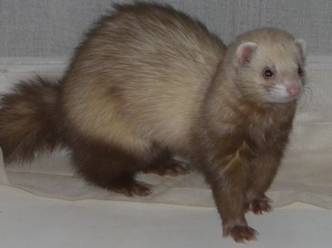 this is smokey!, i picked her up from her birthplace in the country. the first thing she did was get up on my shoulder, and nibble my ears! Ferret Stuff, Cute Ferrets, Community Board, Ferret, Get Up, The First, Quick Saves