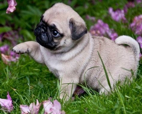 Cute Pug Puppy Fat Pug, Pug Gifs, Anjing Pug, Baby Pug, Puppy Sleeping, Pet Pug, Cute Pug Puppies, Fawn Pug, Pug Dogs