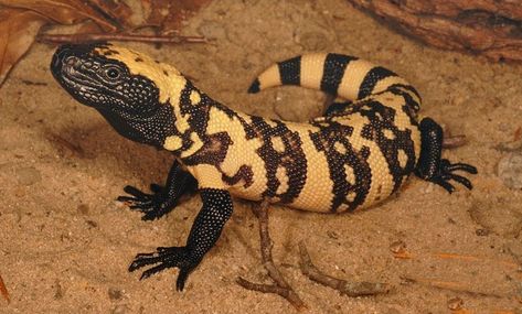 gila monster Amphibians Activities, Gila Monster, Desert Animals, Monster Drawing, Animal Books, Reptiles And Amphibians, Animal Planet, Gecko, Best Photos