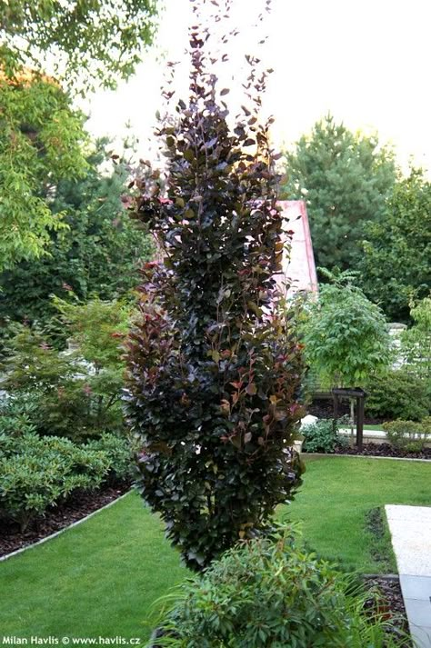 Fagus sylvatica "DAWYCK PURPLE" - back screening Dawyck Purple Beech, Purple Beech Tree, Beer Garden Ideas, Landscaping Along Fence, Fagus Sylvatica, Trees For Front Yard, Spring Leaves, Columnar Trees, Gothic Garden