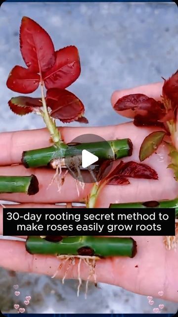 My Garden Ideas on Instagram: "Simple tips for rose grafting at home #gardening #garden #gardeningtips #gardenlife #gardeninspiration #gardenideas #gardenlove #gardendesign #gardenersofinstagram #gardenersworld #garden_styles #gardenphotography #gardenlovers #gardenerslife #gardenart #gardenbeauty #gardensofinstagram #gardenplants #gardenviews #gardenersparadise #gardenista #gardeningcommunity #gardenloversclub #gardenaddict #gardeners #gardenerslife" Grafting Roses, Home Gardening, Garden Styles, My Garden, Garden Ideas, At Home, Roses, On Instagram, Instagram