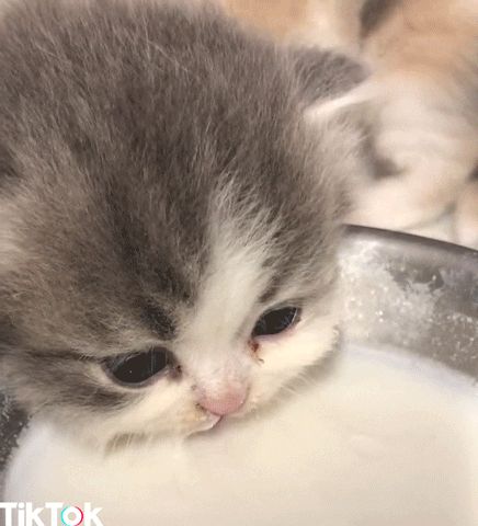 New GIF on Giphy Cute Kitten Gif, Scottish Fold, Fluffy Animals, Cute Cats And Kittens, Cute Animal Videos, Beautiful Cats, 귀여운 동물, Baby Cats