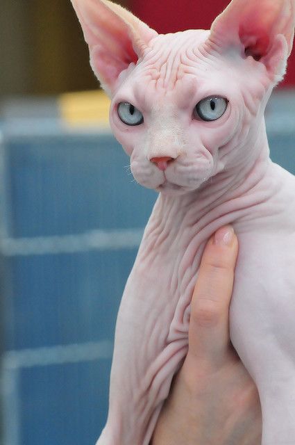 cat kill Syphnx Cats, Cute Hairless Cat, Elf Cat, Chat Sphynx, Hairless Cats, Sphynx Cats, Creepy Cat, Sphinx Cat, Rex Cat