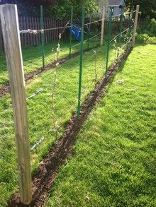 Grape | How to build a trellis for grape vines How To Build A Grape Vine Trellis, Small Vineyard Backyard, Grapevine Backyard, Grape Vine Trellis Diy, Diy Grape Trellis, Vine Trellis Diy, Grape Cuttings, Vines Trellis, Grapevine Trellis