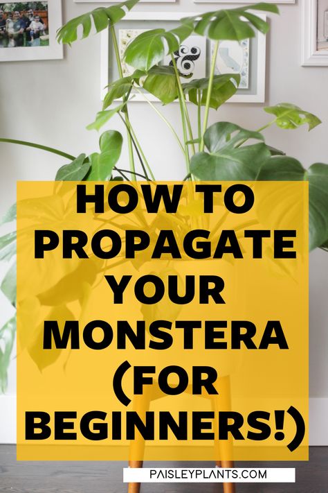 Propergate Monstera, Monteserra Plant Care, Monstera Plant Propagation In Water, Repotting A Monstera Plant, Monstera Care Tips, Propagating Monstera Deliciosa, Propagate Monstera Deliciosa, Monstera Deliciosa Propagation, Monstera Propagation Water