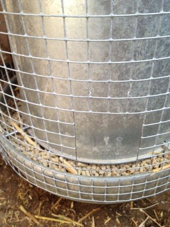 Goat proof chicken feeder, SUCCESS!!!! Turkey Feeders Diy, Goat Proof Chicken Feeder, Chicken Animal Cute, Chicken Feeder Ideas, Homemade Chicken Feeder, Chicken Rearing, Best Laying Chickens, Chicken Feeder Diy, Chicken Animal