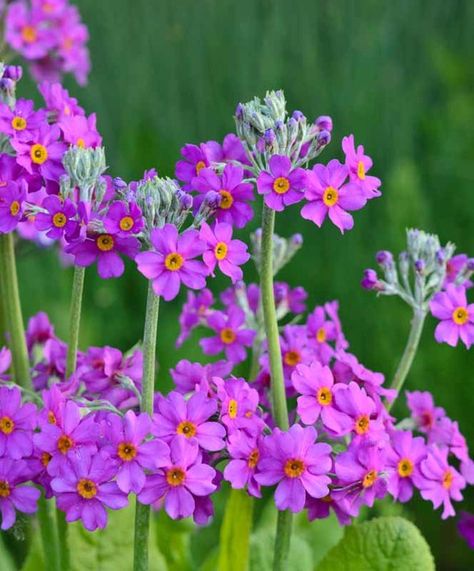 Vigorous, Primula beesiana, commonly known as Candelabra Primrose, is a deciduous perennial with attractive whorls of deep-pink to purple flowers with a yellow heart. Pond Planting, Primula Denticulata, Evening Primrose Flower, Candelabra Primula, Primula Vulgaris, Primula Bulleyana, Plant Notes, Primula Auricula, Bog Garden